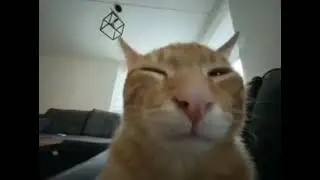 Рыжий кот щурится (оригинал мема)