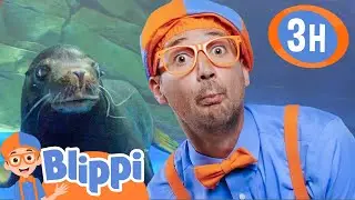 Blippi Plays and Swims with Seals at Ody Aquarium! | 3 HOURS OF BLIPPI ANIMAL VIDEOS!