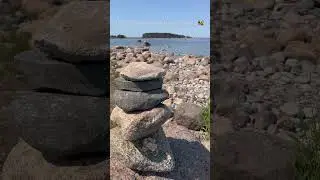 Очень редкие морские пчёлы.