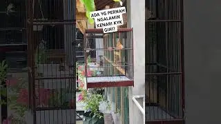 Ada yang pernah ngobatin kenari duduk deprok kayak gini?