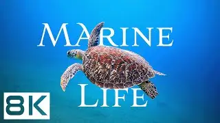 MARINE LIFE in 8K Ultra HD • Relaxing Oceanscapes • Ocean Relaxation Film