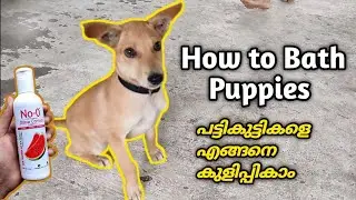 How To Bathe Your Dog Easy - The 5 easy steps | Bathe Puppies Easily