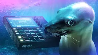 Remixing a Sea Lion Goes Unnecessarily Hard