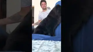 POR ISSO É BOM TER CACHORRO 