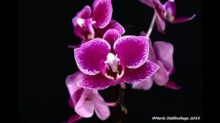 PHALANOPSIS CHIA E YENLIN  -  описание и основы ухода