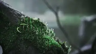 Rain in the forrest