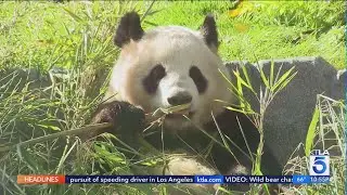 Giant pandas make public debut at San Diego Zoo