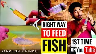 How To Convert Any Floating Pellets Into Sinking Pellets within 1sec || Right Way To Feed Your Fish