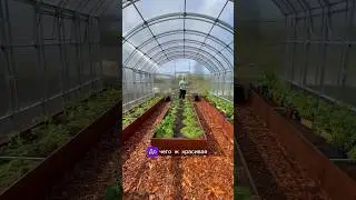 Грядки и дорожки в теплице 😍