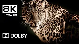 Ultimate Wild Animals Collection 8K Video ULTRA HD HDR 60Fps
