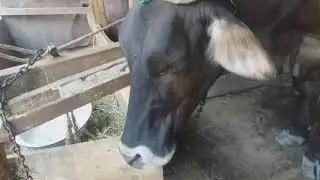 Ящур у коров!Ждём ветеринара...