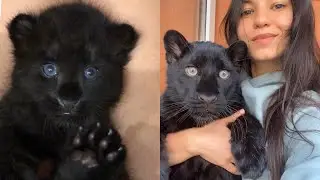 Panther Luna from baby to first fallen tooth😸❤️