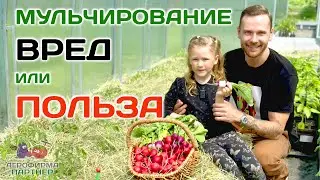 Когда и чем стоит мульчировать грунт  