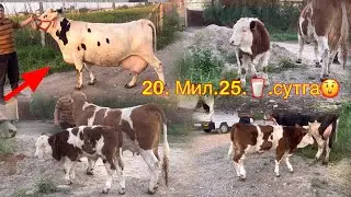 🥛⛈️. 25. Литир Сутга АРЗОН СОНИ КАМ ШОШИЛИНГ😲🏃📞 93-887-85-44