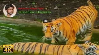 Dangerous Bengal Tigers Swimming in 4K Free Stock Footage by Jaishankar Chigurula