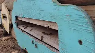 Зимняя ревизия ульев на пасеке и рыхлые клубы пчел с нектаром в сотах