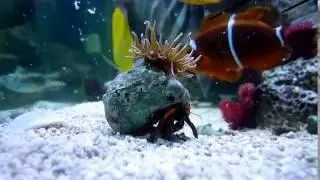 Рак отшельник и актиния  Мой аквариум  Hermit crab and anemone