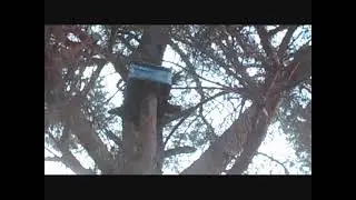 Ловушка для ловли роев , в Лесу. Уже есть разведчики