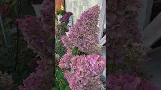 Наш сад🍁15 октября🍁❤️