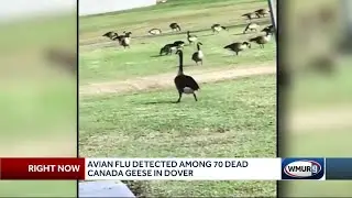 Dozens of geese found dead in NH after contracting avian flu