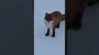 Лиса меня украла