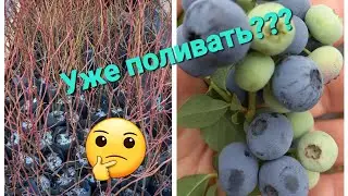 Стоит ли ПОЛИВАТЬ уже голубику? Тёплый февраль, малоснежная зима!!!