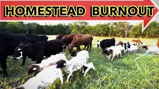 HOW I FIXED MY HOMESTEAD BURNOUT | Homestead Sheep Farming Cattle Ranching for Profit