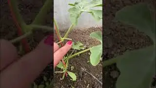 🍉Формировка АРБУЗА #советы #обработка #огород