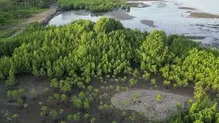 From Bayug Island Mangrove Area