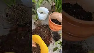Спатифиллум , правильный грунт