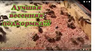 МОЙ РЕЦЕПТ ЗАМЕНИТЕЛЯ БЕЛКОВОЙ ПОДКОРМКИ ДЛЯ РАННЕГО РАЗВИТИЯ НАШИХ ПЧЕЛОСЕМЕЙ🔥🔥🔥