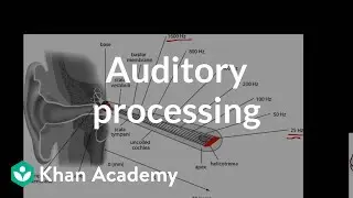 Auditory processing | Processing the Environment | MCAT | Khan Academy