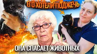 СПАСАЕМ БРОШЕННЫХ ЖИВОТНЫХ ВМЕСТЕ С ВАМИ!