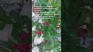 #вейгела
