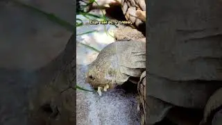 ВСЕГО 100 БАТ стоит вход в этот контактный зоопарк в Паттайе!