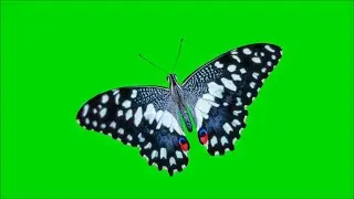 Green Screen Top 10 Flying Butterfly_Best Butterfly Collection_Butterfly Stickers Pack_Free