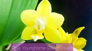 Phal. Younghome Golden Pixie Домашнее цветение жёлтого солнечного фаленопсиса