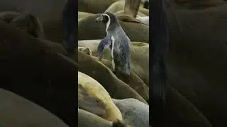 Penguin Surf Over Hundreds of Sea Lions 