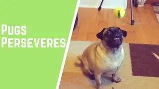 The Little Pug That Could