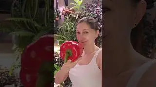 Новый эксперимент с перцем из магазина 