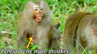 OMG! Big male monkey want contact and try forced Teresa, but Teresa don't allow him & cry deny him