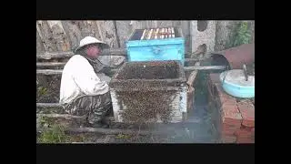 Как пересаживаю пойманный в лесу рой из ловушки в улей