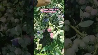 саженцы голубики