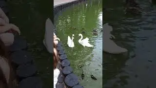 Лебеди белые! Почему лапы черные? Парк Горького.