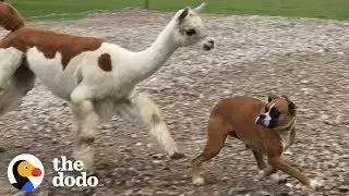 If You See This Alpaca .... RUN!!!!! | The Dodo