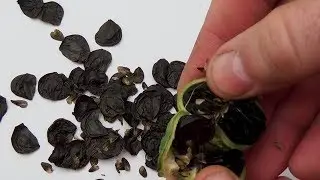 HIPPEASTRUM POLLINATION | GETTING A LOT OF SEEDS FROM THE FLOWER