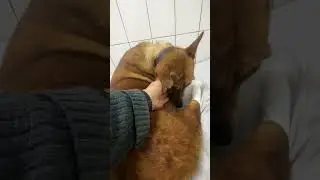 Мухтар 🐾