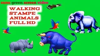 cow green screen animals running walking stampe animals full HD video green cow cartoon speed