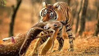 35 Scary Moments When Tigers Hunt Mercilessly, What Will Happen Next? | Animal Fights