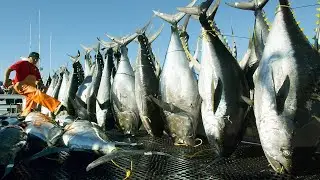 Amazing Automatic Longline Fishing Net Catch Giant Tuna - Amazing big catching on the sea